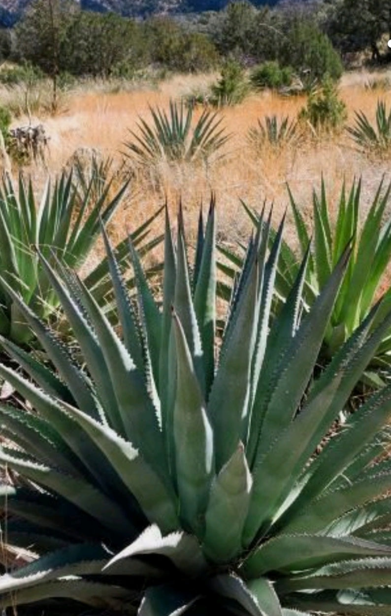 Pineapple Agave