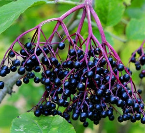 Elderberry Ginger